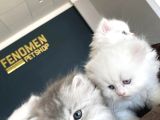 Kedi̇ci̇den Show Kali̇te British Shorthair Yavrulari Ank