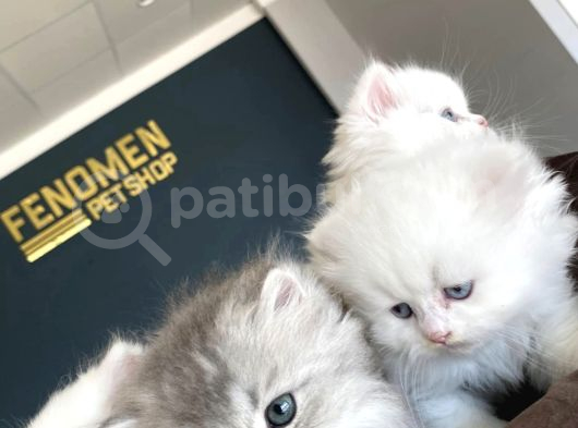 Kedi̇ci̇den Show Kali̇te British Shorthair Yavrulari Ank görsel