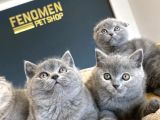Kedi̇ci̇den Show Kali̇te British Shorthair Yavrulari Ank