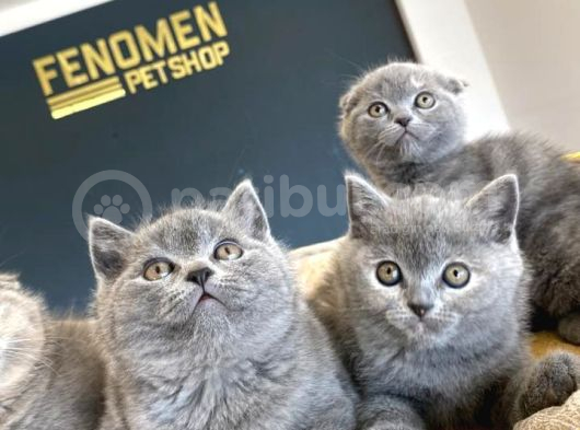 Kedi̇ci̇den Show Kali̇te British Shorthair Yavrulari Ank görsel