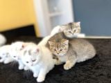 Kedi̇ci̇den Show Kali̇te British Shorthair Yavrulari Ank