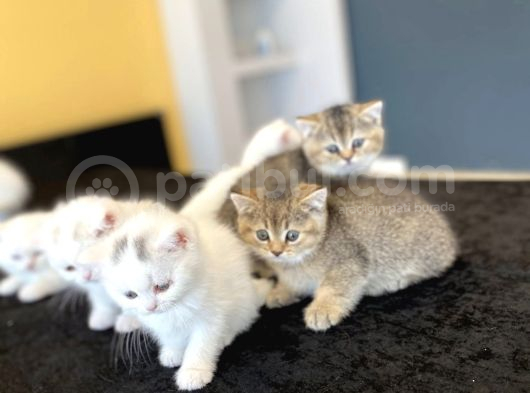 Kedi̇ci̇den Show Kali̇te British Shorthair Yavrulari Ank görsel