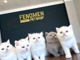 Kedi̇ci̇den Show Kali̇te British Shorthair Yavrulari Ank