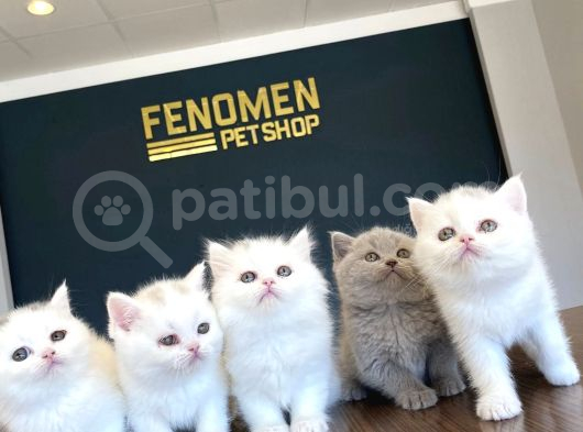Kedi̇ci̇den Show Kali̇te British Shorthair Yavrulari Ank görsel