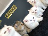 KEDİCİDEN SHOW KALİTE BRITISH SHORTHAIR YAVRULARI ANK
