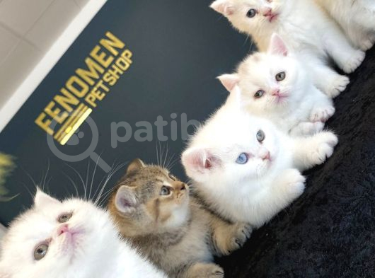 Kedi̇ci̇den Show Kali̇te British Shorthair Yavrulari Ank
