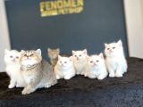 Kedi̇ci̇den Show Kali̇te British Shorthair Yavrulari Ank