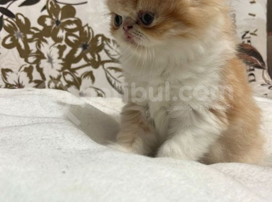 İran Egzotik 25 Nisan Dogumlu Erkek Ve Dişi görsel