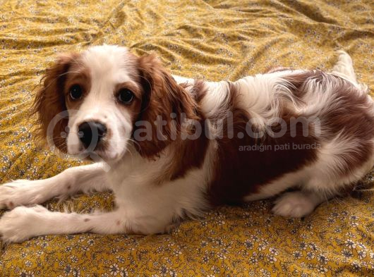 Eğitimli Cavailler King Charles