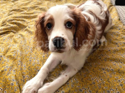 Eğitimli Cavailler King Charles görsel