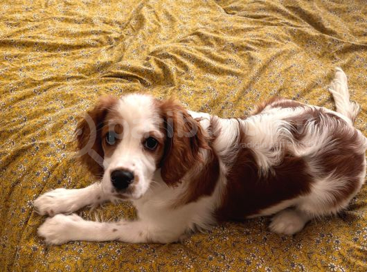 Eğitimli Cavailler King Charles görsel