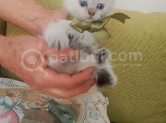 Blue Poınt Yavrular görsel