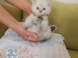 Blue Poınt Yavrular