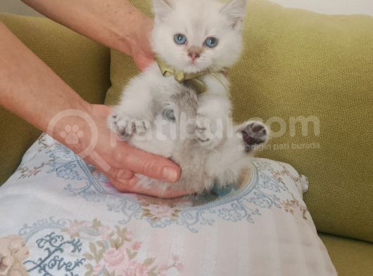 Blue Poınt Yavrular görsel