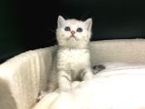BİRİNCİ SINIF EV ÜRETİMİ BRİTİSH SHORTHAİR KEDİLER