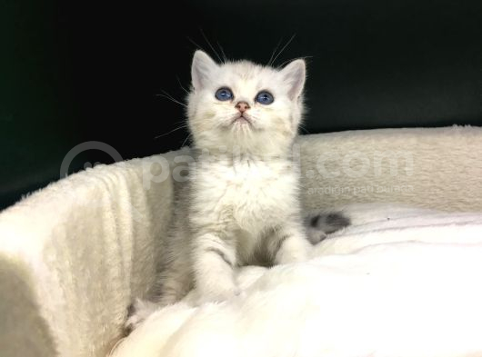 Bi̇ri̇nci̇ Sinif Ev Üreti̇mi̇ Bri̇ti̇sh Shorthai̇r Kedi̇ler