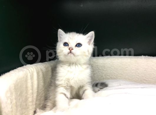 Bi̇ri̇nci̇ Sinif Ev Üreti̇mi̇ Bri̇ti̇sh Shorthai̇r Kedi̇ler görsel