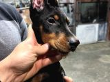 Safkan Doberman King Size Ücretsiz Sahiplendirme
