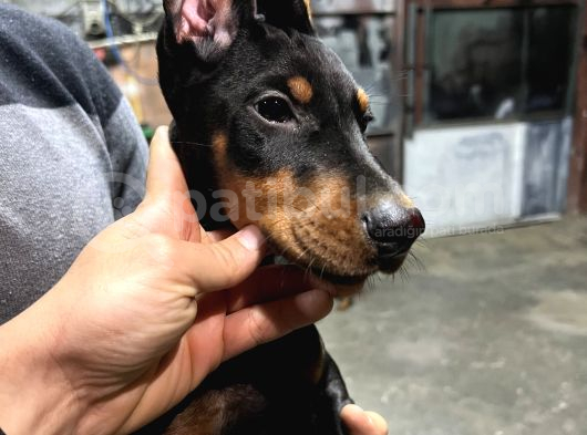 Safkan Doberman King Size Ücretsiz Sahiplendirme görsel