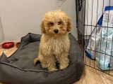Toy Poodle