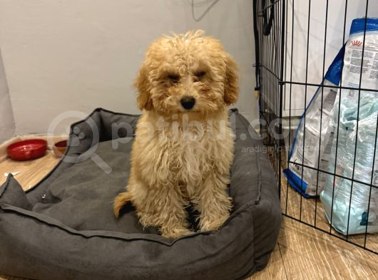 Toy Poodle görsel