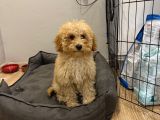 Toy Poodle
