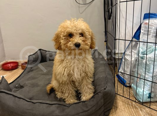 Toy Poodle
