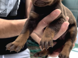 Safkan doberman king size ücretsiz sahiplendirme