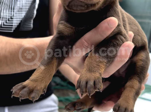 Safkan Doberman King Size Ücretsiz Sahiplendirme
