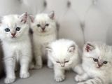 GÜZELLİKLER YENİ YUVAYA GİTMEYE HAZIR