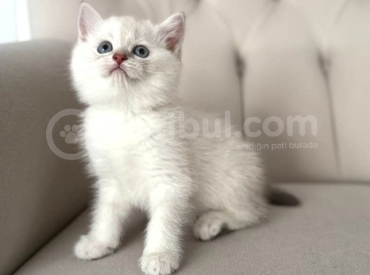 Güzelli̇kler Yeni̇ Yuvaya Gi̇tmeye Hazir görsel
