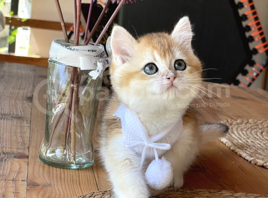 Bebek Yesil Gözlu Tip Kürk Harika