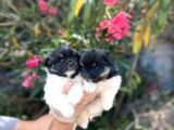 Panda Güzellikler En Uyguna Pomeranian Yavrular