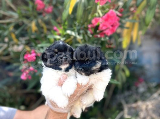 Panda Güzellikler En Uyguna Pomeranian Yavrular görsel