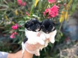 Panda Güzellikler En Uyguna Pomeranian Yavrular