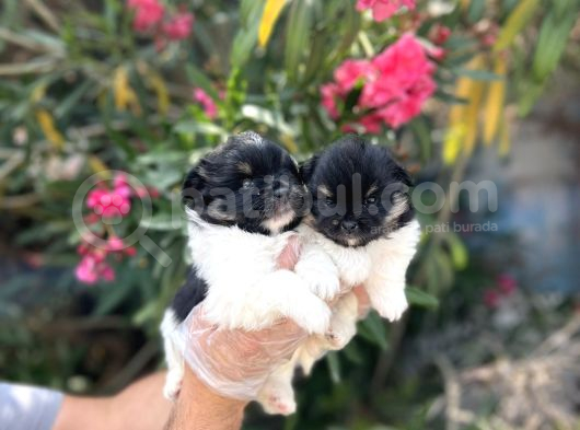 Panda Güzellikler En Uyguna Pomeranian Yavrular görsel