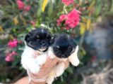 Panda Güzellikler En Uyguna Pomeranian Yavrular
