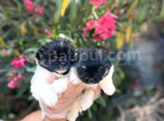 Panda Güzellikler En Uyguna Pomeranian Yavrular görsel