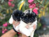 panda güzellikler en uyguna pomeranian yavrular