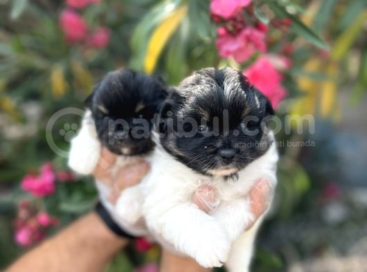 Panda Güzellikler En Uyguna Pomeranian Yavrular
