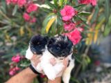 Panda Güzellikler En Uyguna Pomeranian Yavrular