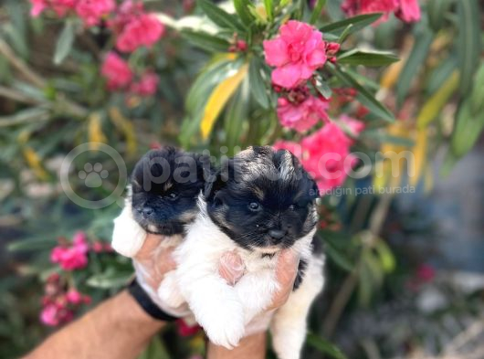 Panda Güzellikler En Uyguna Pomeranian Yavrular görsel