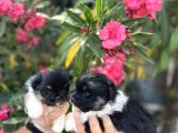 Panda Güzellikler En Uyguna Pomeranian Yavrular