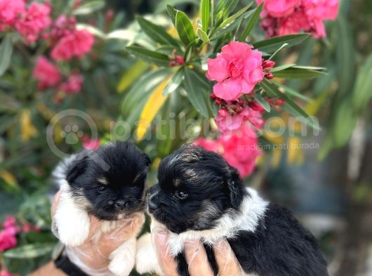 Panda Güzellikler En Uyguna Pomeranian Yavrular görsel
