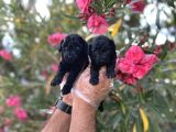 Siyahın Asaleti En Güzel Avuc Içi Kadar Poodle Yavrular