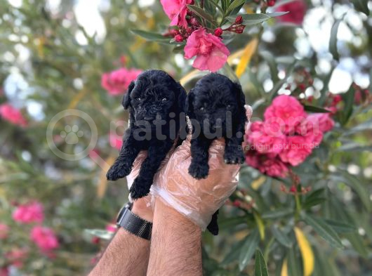 Siyahın Asaleti En Güzel Avuc Içi Kadar Poodle Yavrular görsel