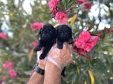 Siyahın Asaleti En Güzel Avuc Içi Kadar Poodle Yavrular