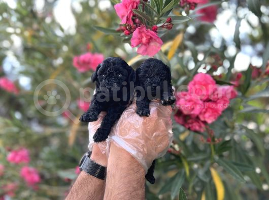 Siyahın Asaleti En Güzel Avuc Içi Kadar Poodle Yavrular görsel