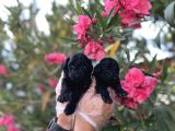Siyahın Asaleti En Güzel Avuc Içi Kadar Poodle Yavrular