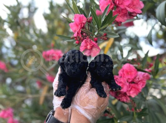 Siyahın Asaleti En Güzel Avuc Içi Kadar Poodle Yavrular görsel